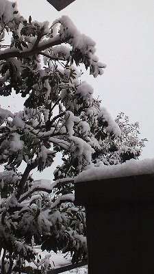 積雪５ｃｍ.jpg