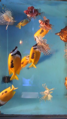 黄色いお魚.jpg